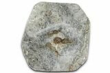 Dinosaur (Grallator) Track - Positive Impression #366865-1
